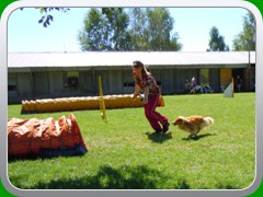 Kesi na agility