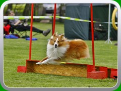 Angel Jack  agility